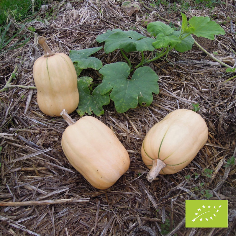 Courge Tivano F1 Bio