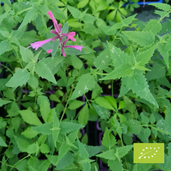 Agastache citron (lime) Bio