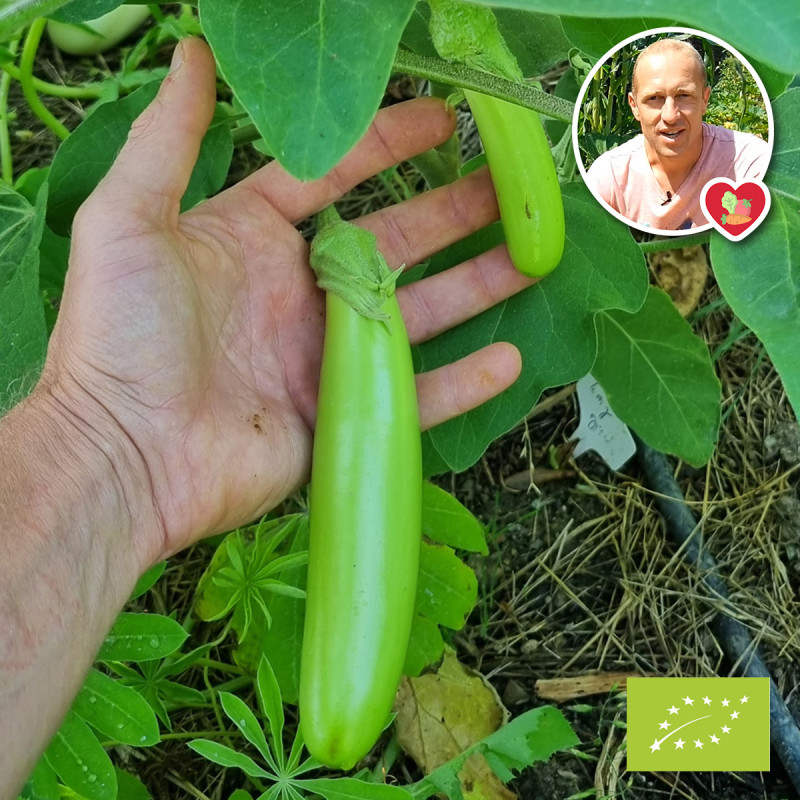 Aubergine Louisiana Long Green Bio