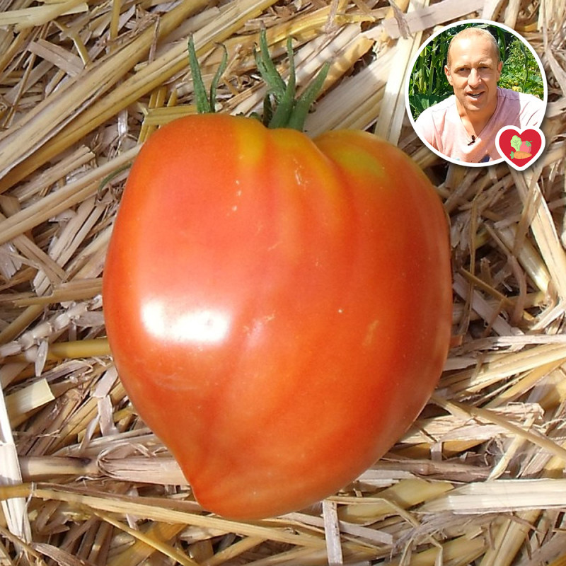 Nos graines potagères de tomate Coeur de Boeuf - La Bonne Graine