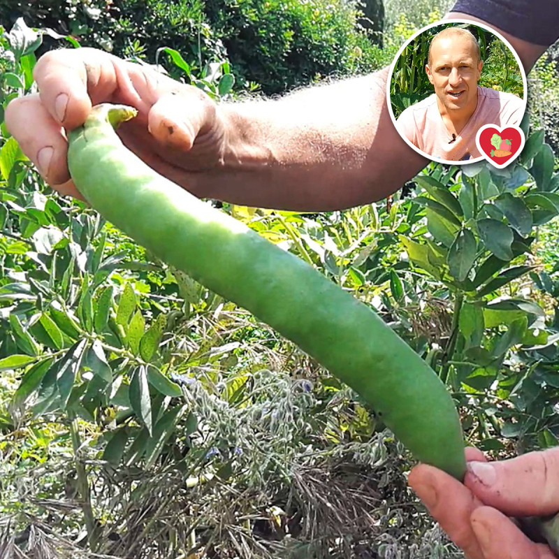 Nos graines potagères feve fève précoce Muchamiel - La Bonne Graine