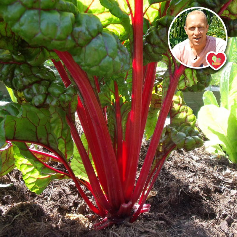 Poirée Rouge Rhubarb Chard