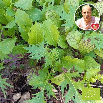 Mélange de salades asiatiques Bio