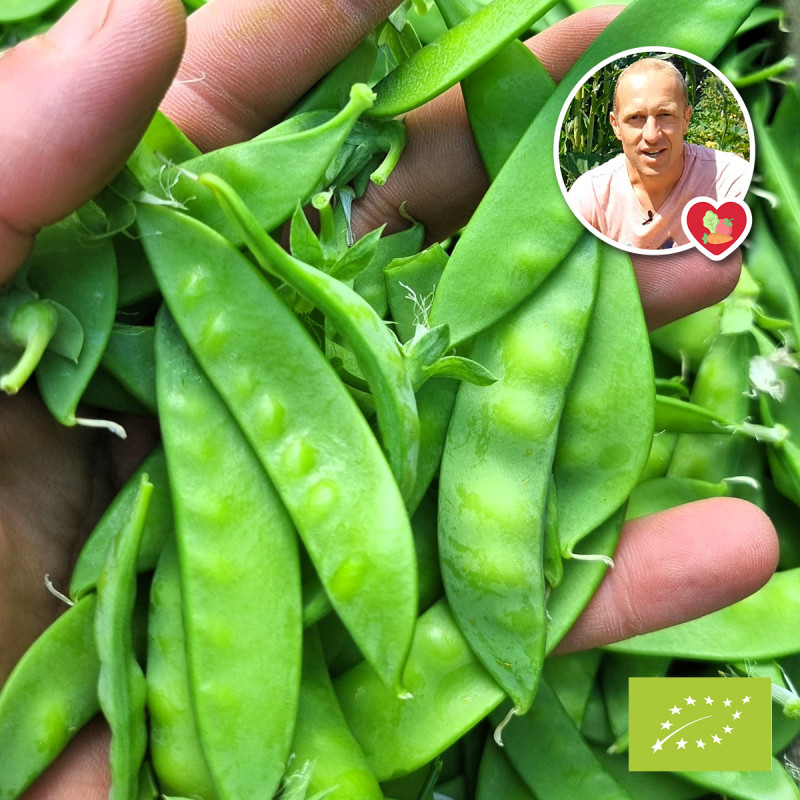 Nos graines potagères de pois chiche BIO - La Bonne Graine