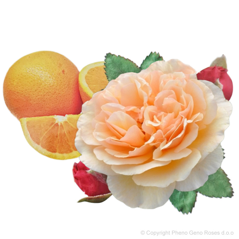 Rosier Jordi Roca™ - Saveur orange