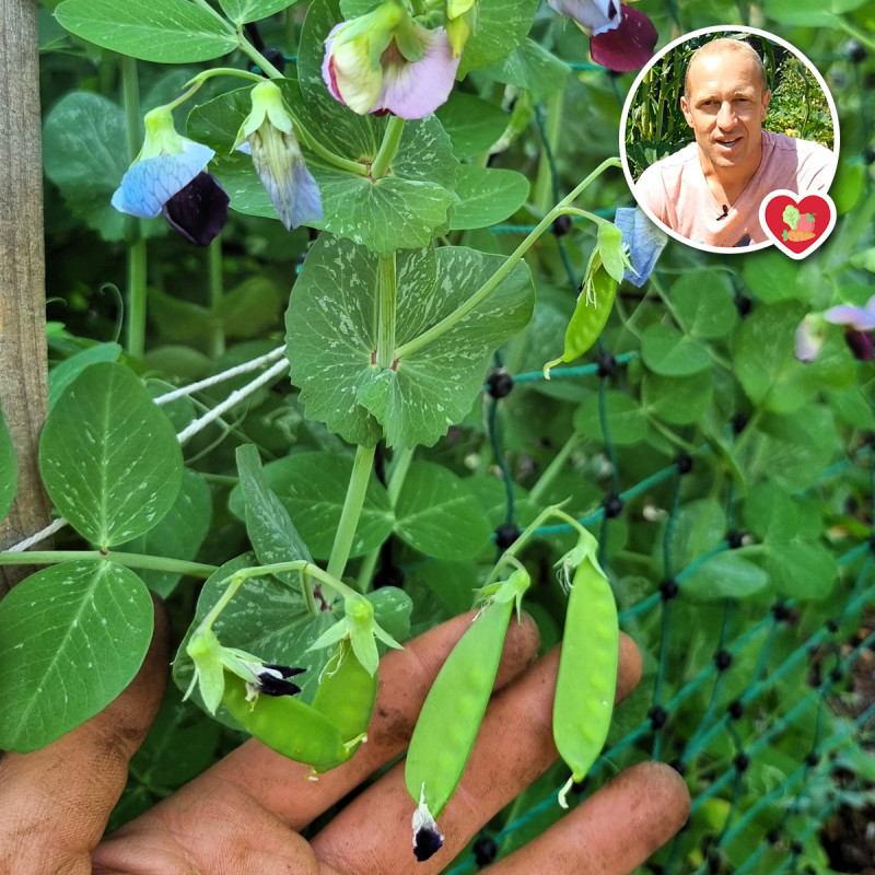 Pois mangetout Carouby de Maussanne