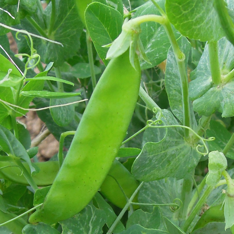 Pois mangetout Alfreda