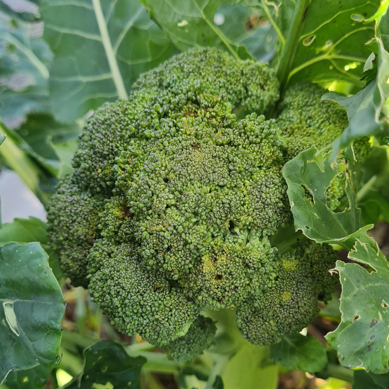 Chou brocoli Green Garden F1