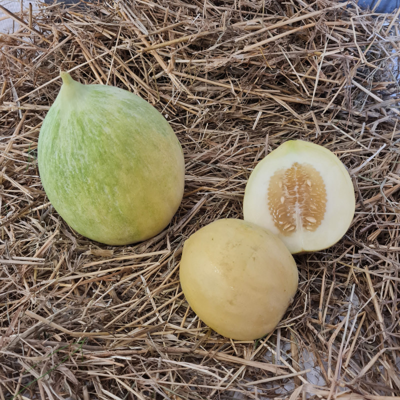 Nos graines potagères melon Vert Olive d'hiver bio - La Bonne Graine