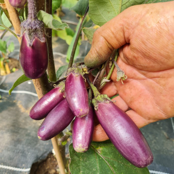 Aubergine A Grappoli Sott'olio