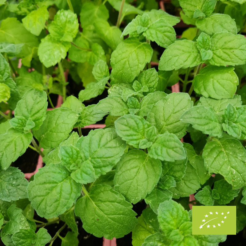 Menthe à feuille ronde Apple Mint Bio