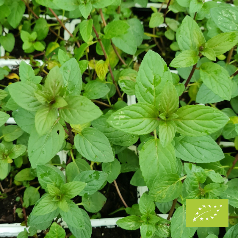 Menthe poivrée anglaise Bio