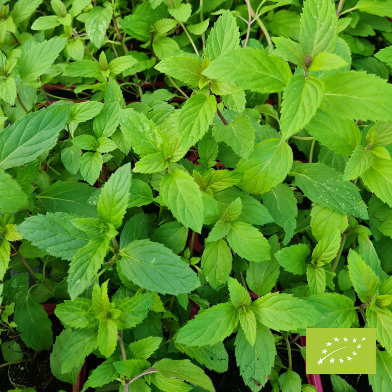 Menthe Suisse blanche Bio