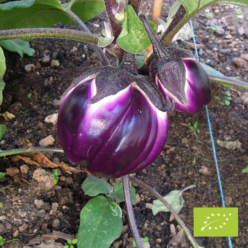 Aubergine Violette de Florence Bio