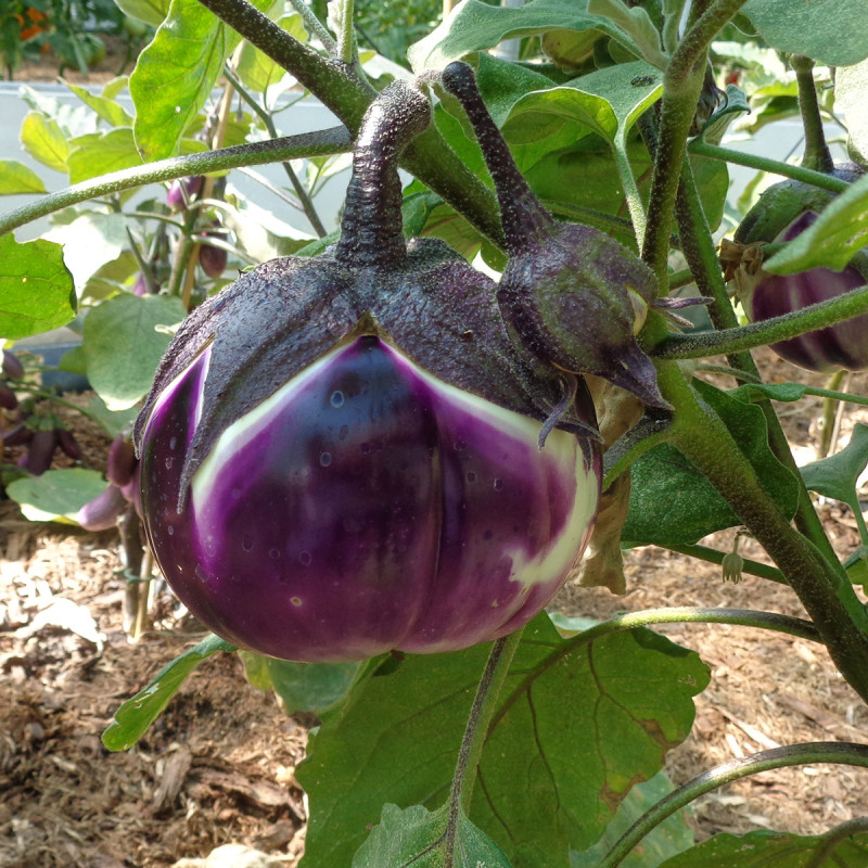 Aubergine Violette de Florence