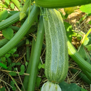 Courgette San Pasquale