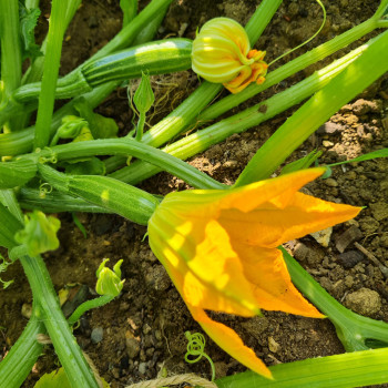 Courgette Alberello sel. Valery