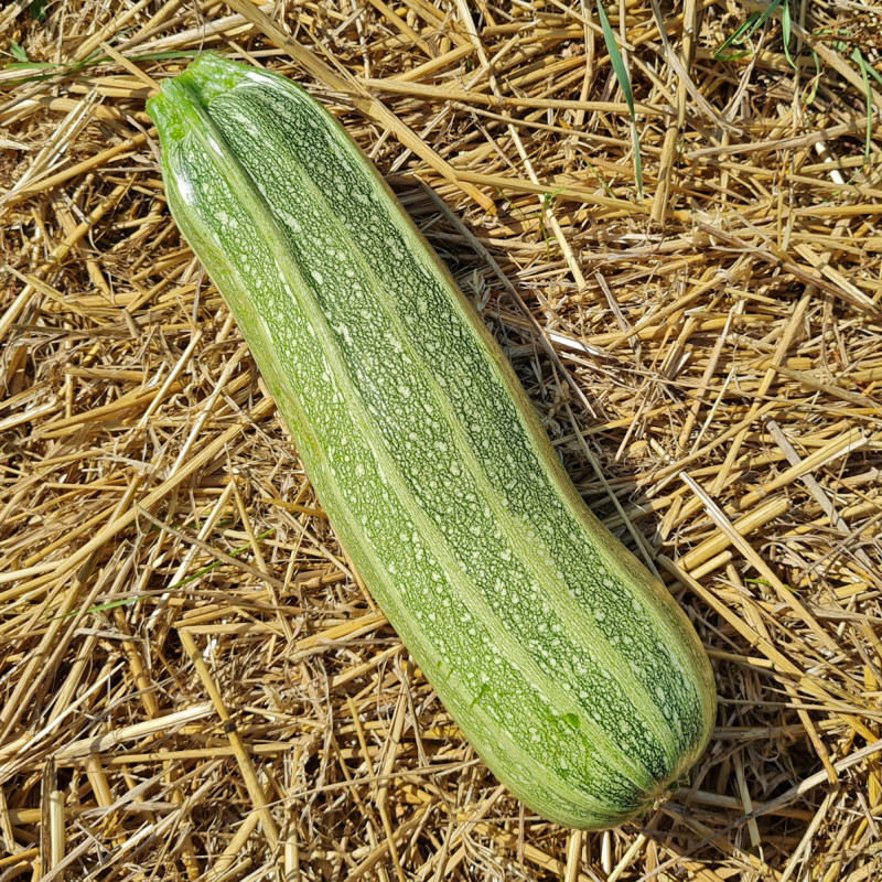 Courgette Tevere F1