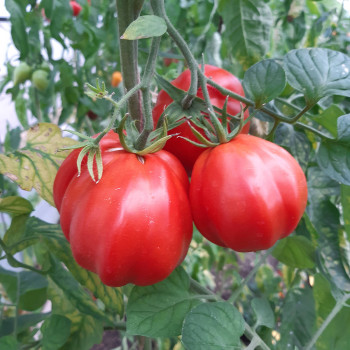 Tomate Canestrino