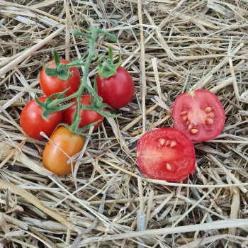 Tomate Pendolino F1