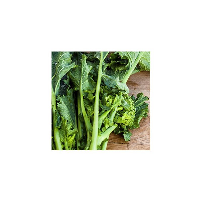 Chou brocoli Riccio Di Sarno