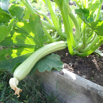 Courgette Bianco di Sicilia