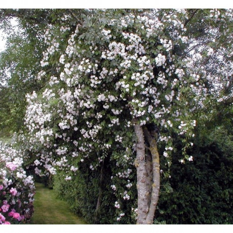 Rosier Paul's Himalayan Musk