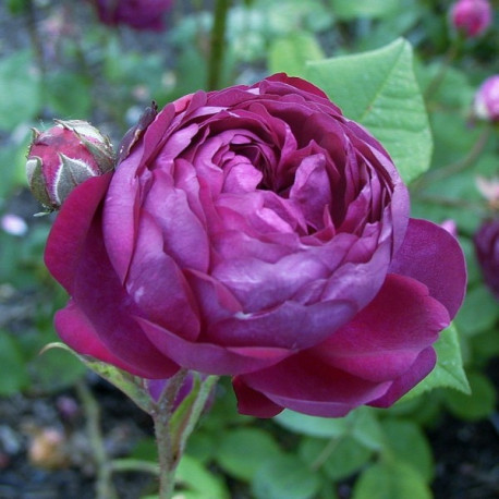 Rosier Cardinal de Richelieu