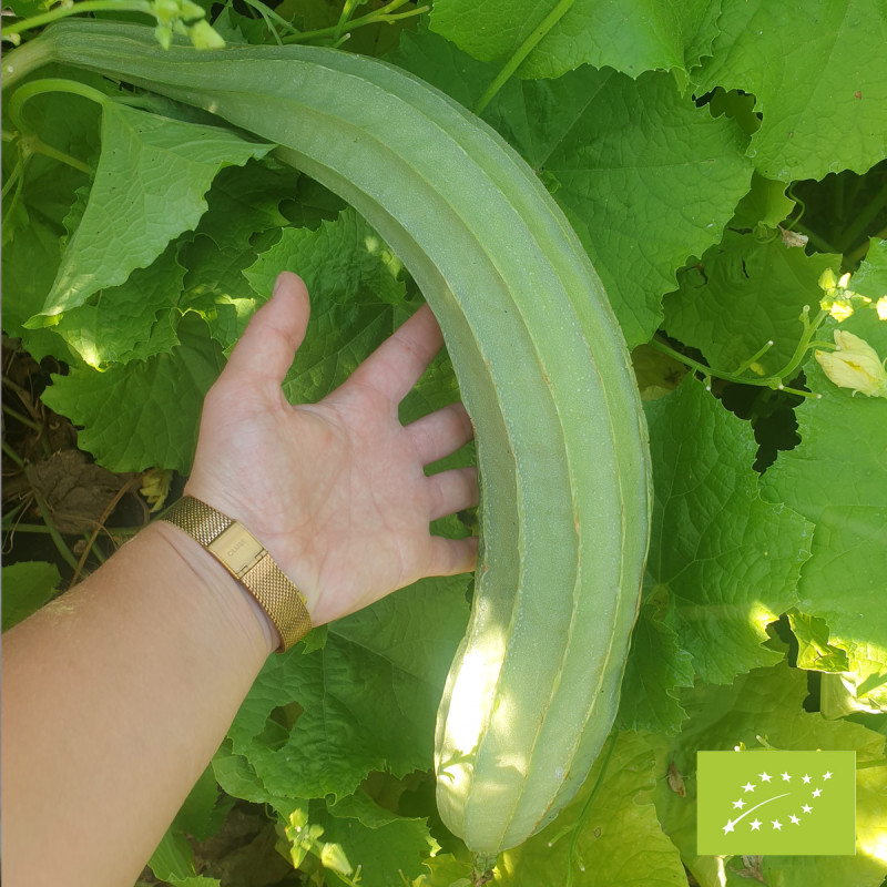 Courge Luffa comestible Huadiansigua BIO