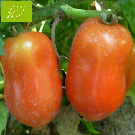 Tomate Roma VF Bio