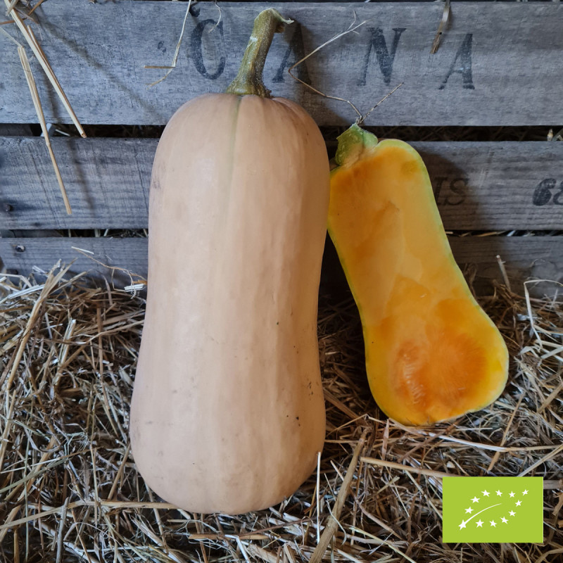 Courge Butternut Trevor F1 Bio