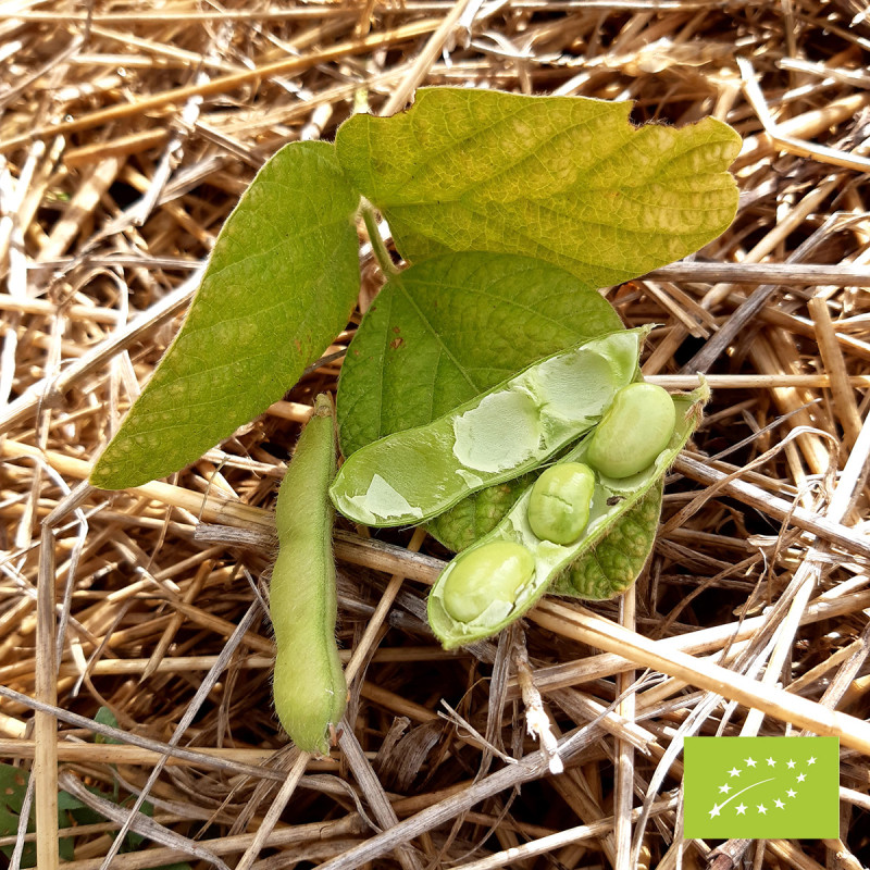 Soja Chiba Green Bio (edamame)