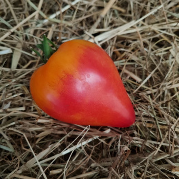 Tomate Anacoeur® - Plant greffé