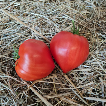 Tomate Coeur De Boeuf Sélection Cardinal