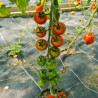 Tomate Golotyna F1 - plant greffé