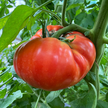 Tomate Marmande Sélection Adour Côtelée
