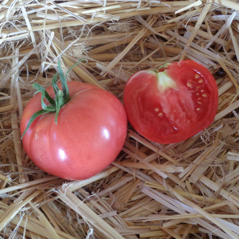 Tomate Rose de Berne