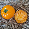 Tomate Yellow Gold F1 - plant greffé