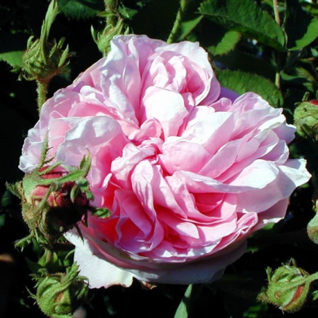 Rosier Rose des Peintres