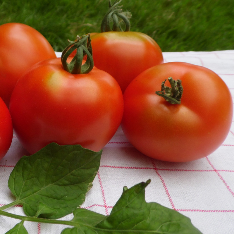 Tomate Maestria F1