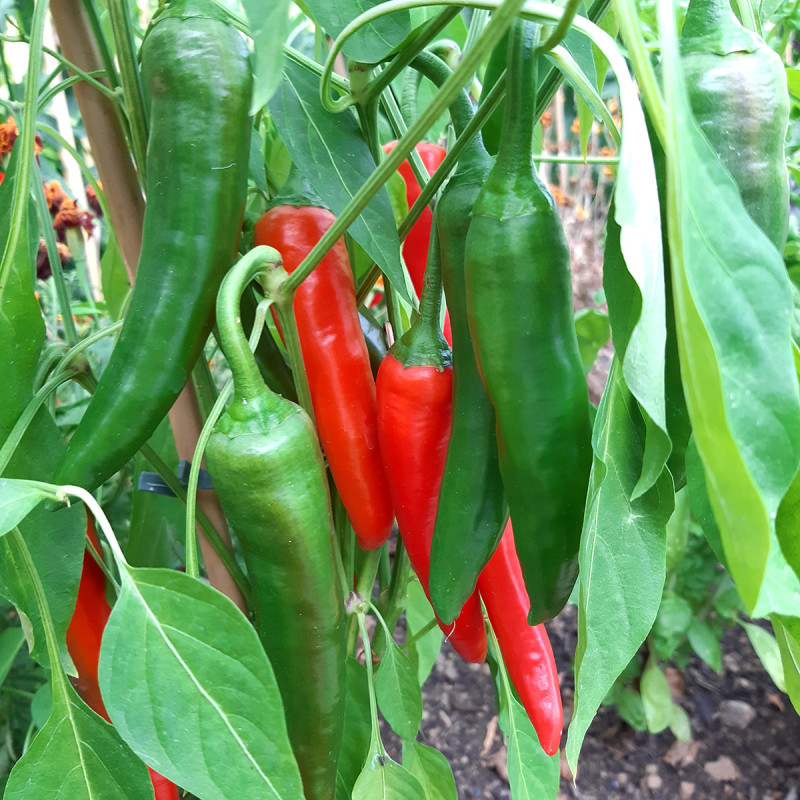 Piment de Cayenne