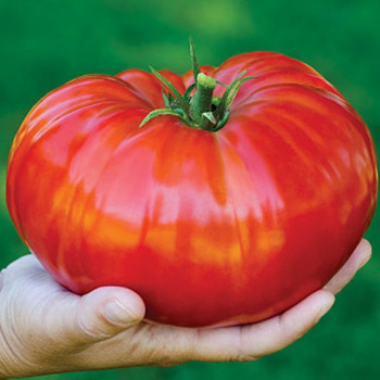 Tomate Gigantomo F1 - plant greffé