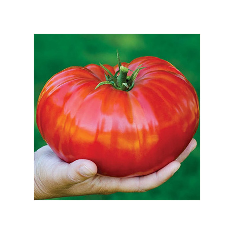Tomate Gigantomo F1 - plant greffé