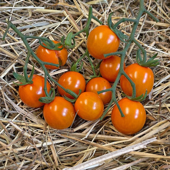 Tomate Honeycomb F1 - plant greffé
