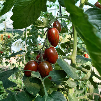 Tomate Shimmer F1 - plant greffé