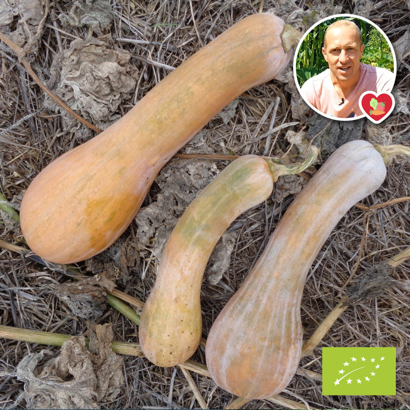 Courge longue de Nice Bio