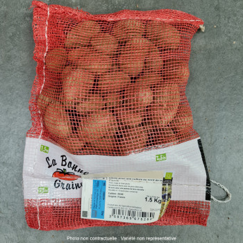 Pomme de terre Safrane BIO