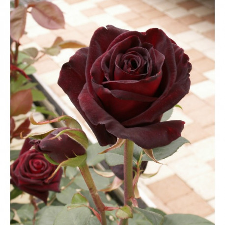 Rosier Black Baccara ®