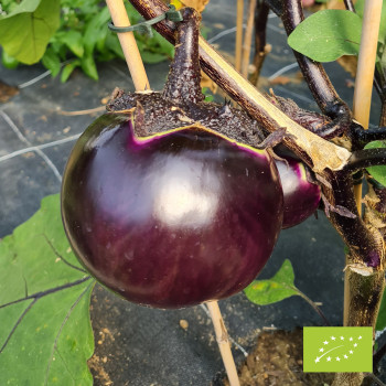 Aubergine Ronde de Valence Bio