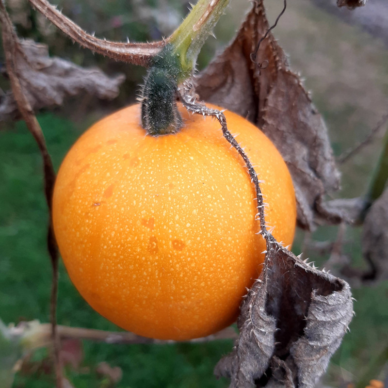 Courge Pomme d'Or